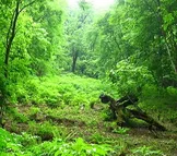 ویدیو/ تاثیر فضای سبز در کنترل جریان آب