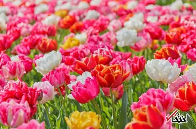 مراقب سرماخوردگی های بهاری باشید