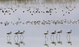 جزایر دریاچه ارومیه به خشکی متصل شدند/ کاهش مهاجرت پرندگان در پی خشک شدن دریا‌چه ارومیه