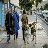 تصاویر: جولان سگ های ولگرد در معابر سنندج