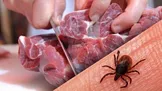 ۱۱ مبتلا به تب کریمه در یزد؛ «گوشت را ۲۴ ساعت در یخچال نگه دارید»