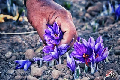 زعفران خراسان جنوبی، طلایی با عیار24
