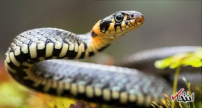 تعبیر خواب مار از نظر معبران