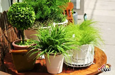 مبارزه با افسردگی به کمک گل و گیاه