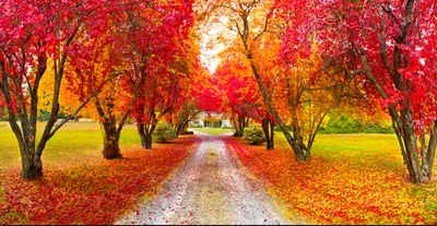 چرا در فصل پاییز بی حوصله می شوم؟