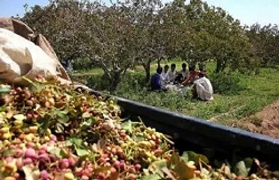 دلالان، بازار پسته را می‌چرخانند/ماجرای آشفتگی که تمامی ندارد