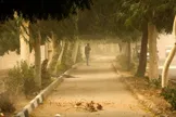 هواشناسی: وزش باد شدید در تهران