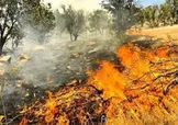 ۳۰۰ هکتار از جنگل ها و مراتع گچساران در آتش سوخت
