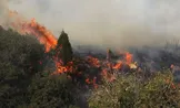 ویدیو / آتش‌سوزی جنگل‌های هیرکانی در شرق گلستان؛ وزش باد مهار آتش را سخت و کُند کرده