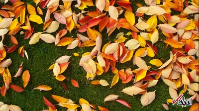 چگونه با خشکی پوست خود در فصل پاییز مقابله کنم؟