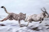 گربه‌سان معروف به «یوزپلنگ آمریکایی» در واقع اصلاً یوزپلنگ نبوده است